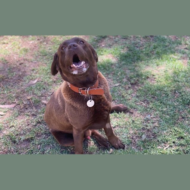 Photo of O'l Mate Caesar