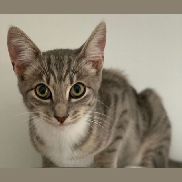 Photo of Theo (9803)