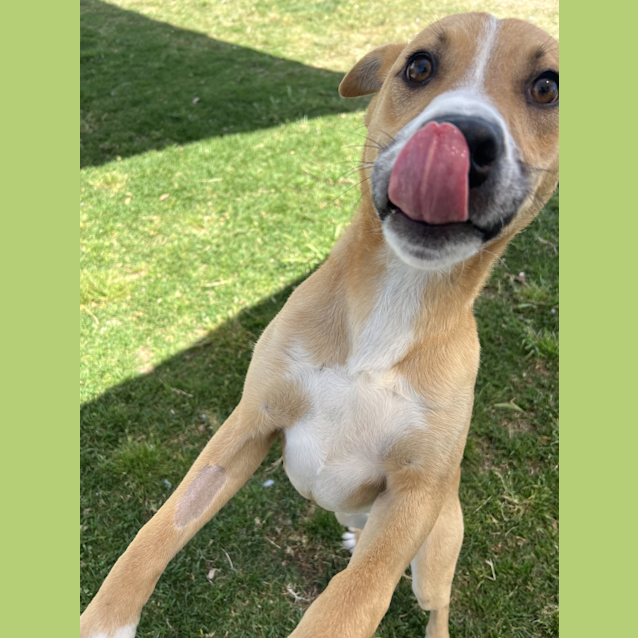 Photo of Dingo