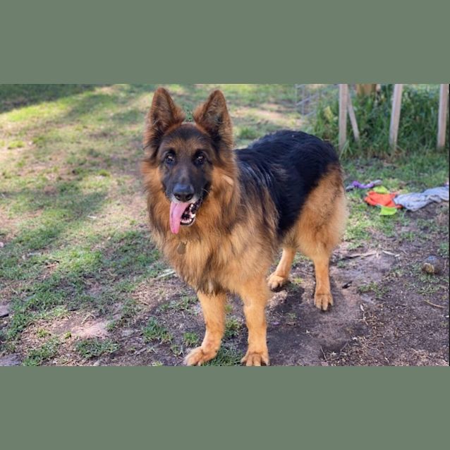 Photo of Tyson