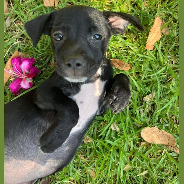 Photo of Daisy