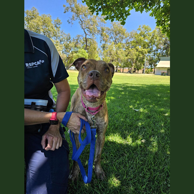 Photo of Nova