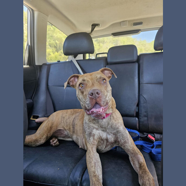 Photo of Nova