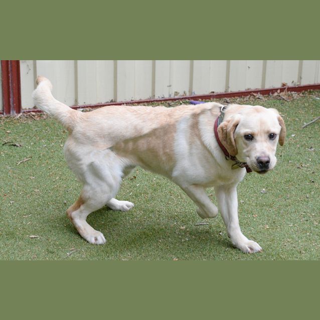 Photo of Golden Goose