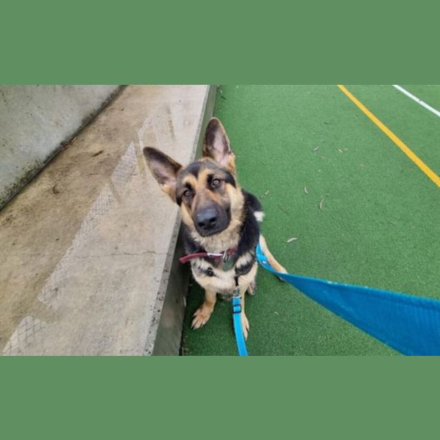 Photo of Rosie