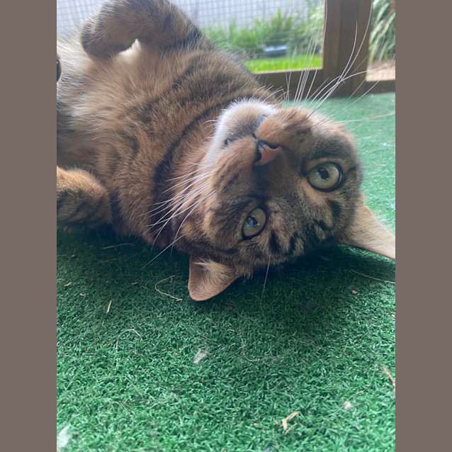 Photo of Woody And Ollie