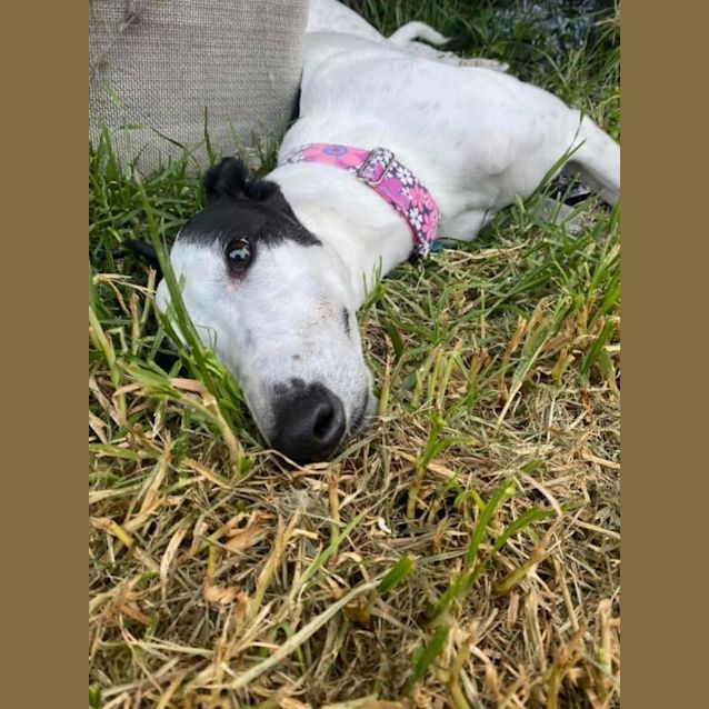 Photo of Queen Minnie 