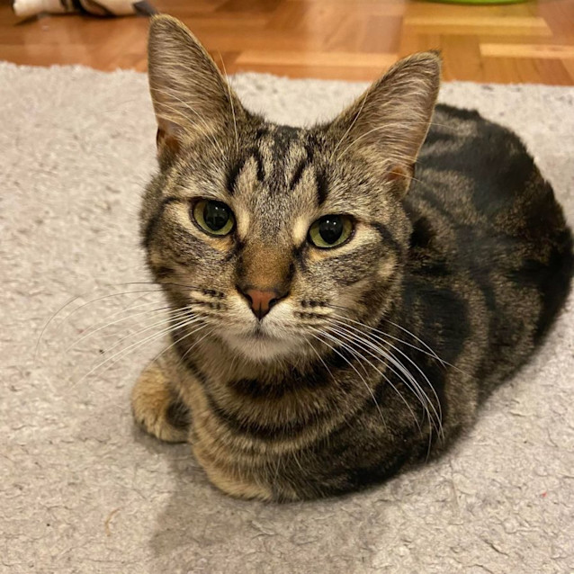 Photo of Nala   Located In Reservoir