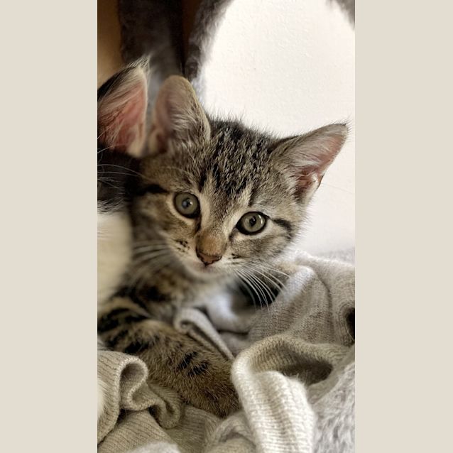 Photo of Cindy Clawford