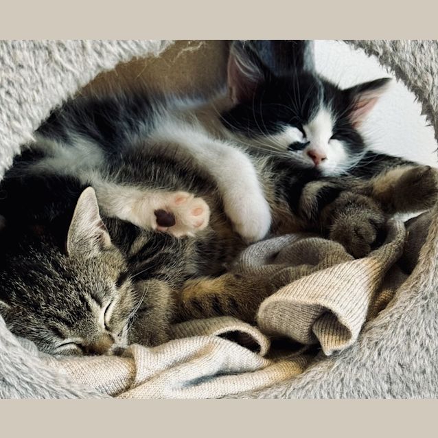 Photo of Cindy Clawford