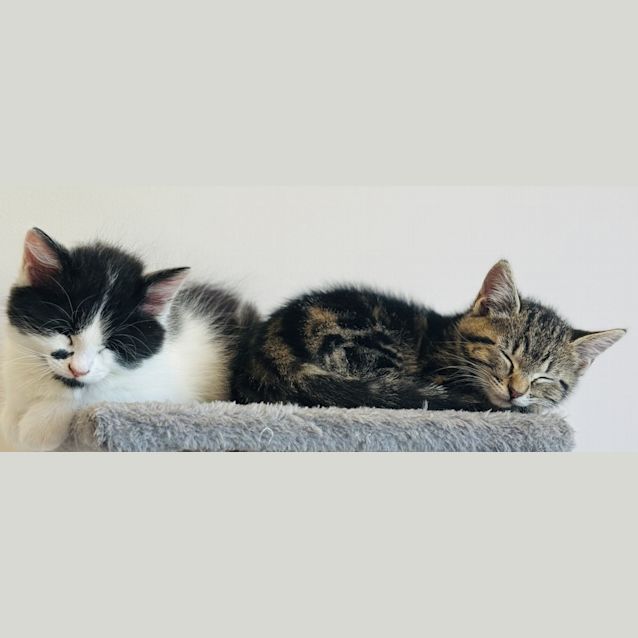 Photo of Cindy Clawford