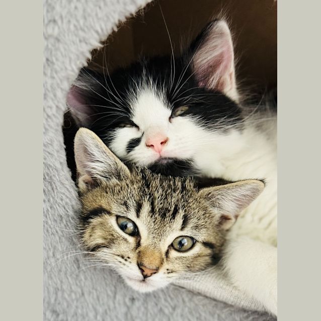 Photo of Cindy Clawford