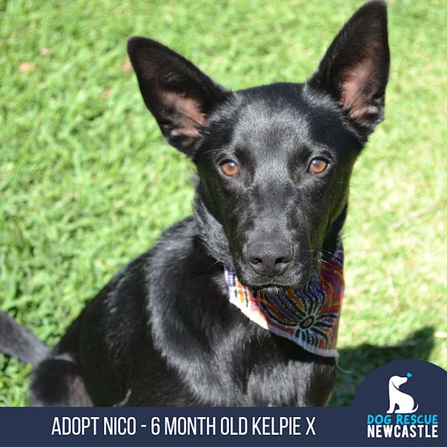 Photo of Nico   6 Month Old Kelpie X (Trial)