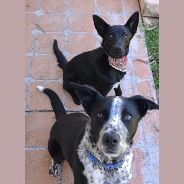 Photo of Nico   6 Month Old Kelpie X (Trial)