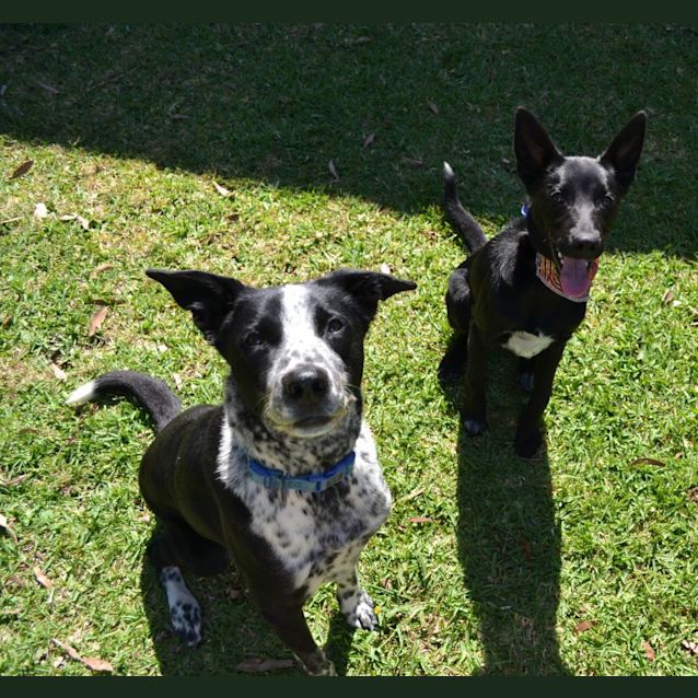 Photo of Nico   6 Month Old Kelpie X (Trial)