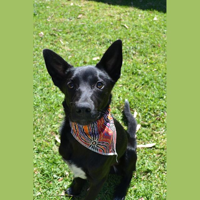 Photo of Nico   6 Month Old Kelpie X (Trial)