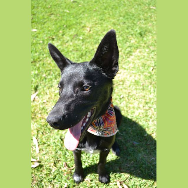 Photo of Nico   6 Month Old Kelpie X (Trial)