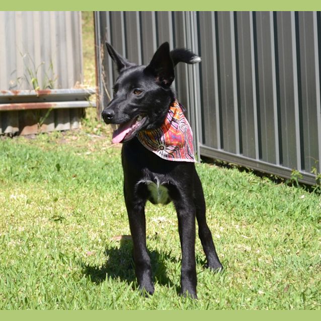 Photo of Nico   6 Month Old Kelpie X (Trial)
