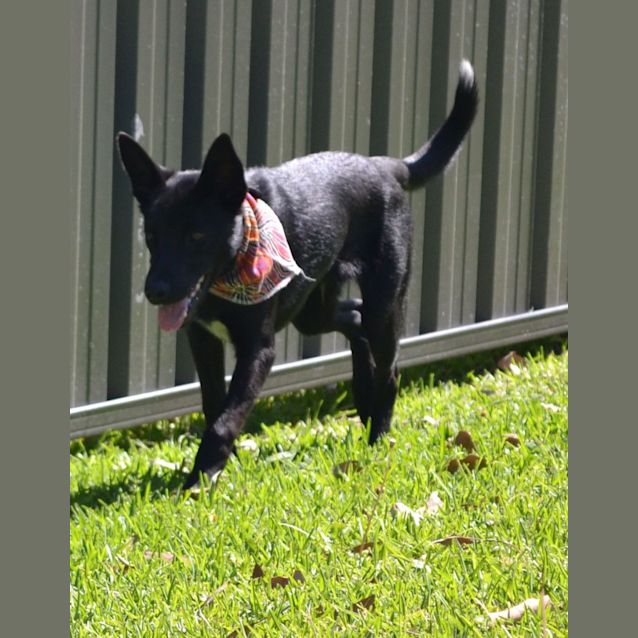 Photo of Nico   6 Month Old Kelpie X (Trial)