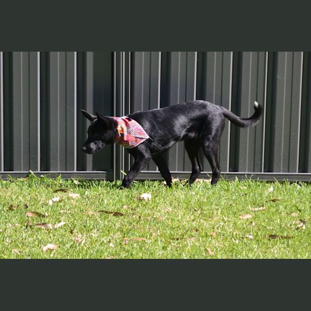 Photo of Nico   6 Month Old Kelpie X (Trial)