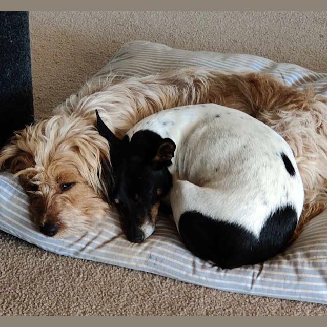 Photo of Tikka & Tigra