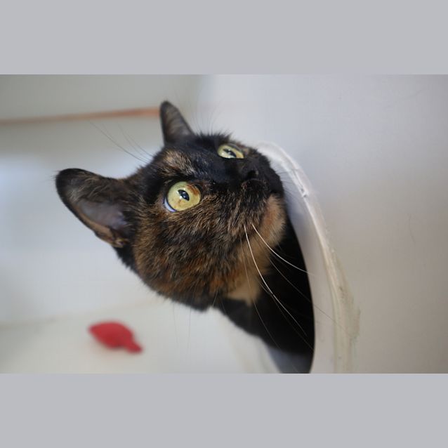 Photo of Mocha