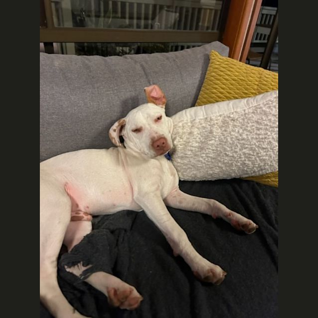 Photo of Duncan   5 Month Old Mixed Breed (Trial)