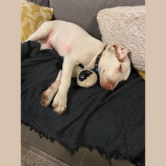 Photo of Duncan   5 Month Old Mixed Breed (Trial)