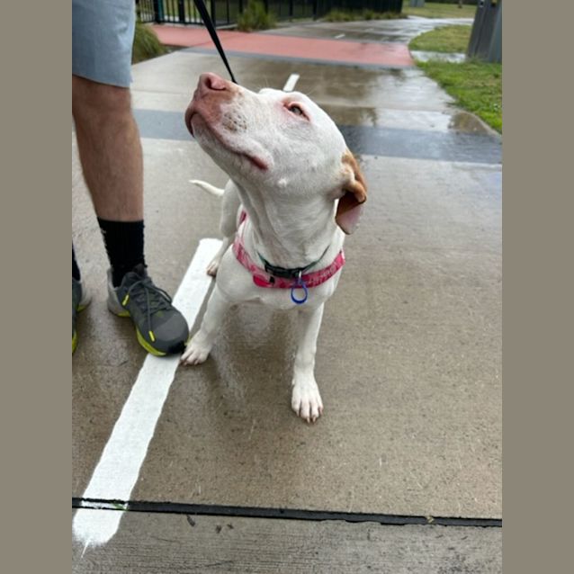 Photo of Duncan   5 Month Old Mixed Breed (Trial)