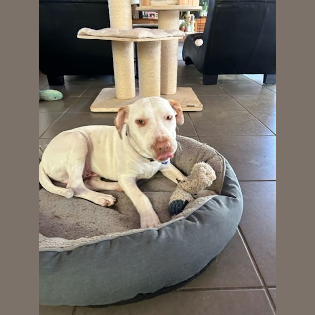 Photo of Duncan   5 Month Old Mixed Breed (Trial)