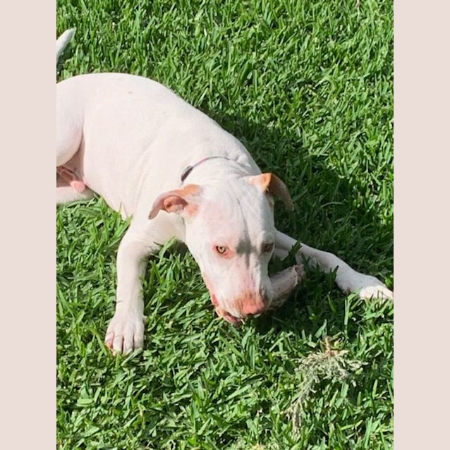 Photo of Duncan   5 Month Old Mixed Breed (Trial)