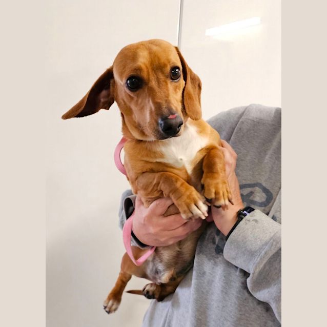 Photo of Tiny Sausage