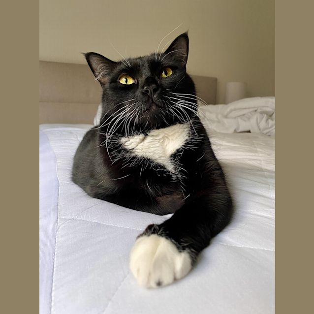Photo of Pumba