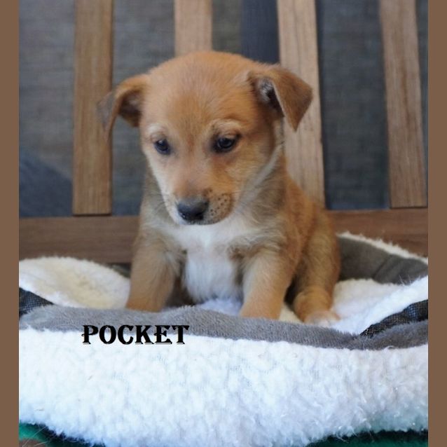 Photo of Newt, Pocket, Sprite, Gatsby, Tic Tac & Waffle
