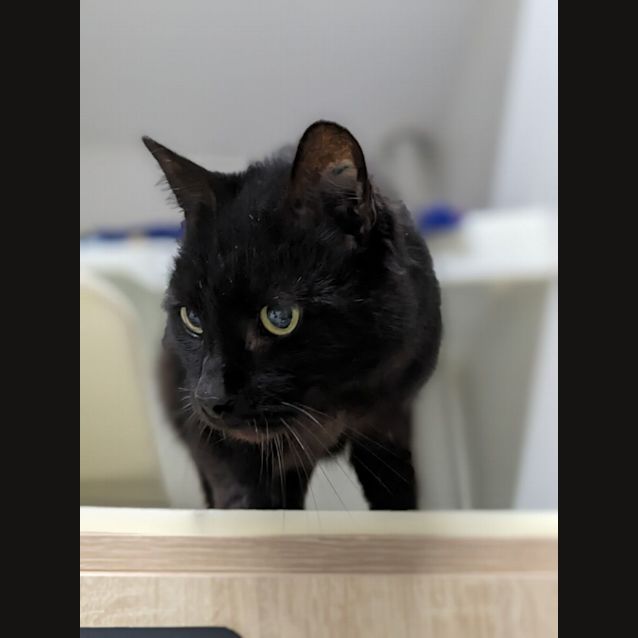 Photo of 🌜 Midnight F02659 🌛