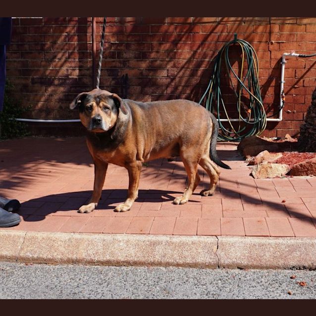 Photo of Angus