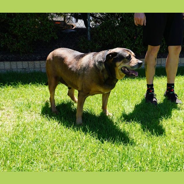 Photo of Angus