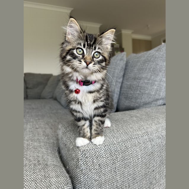Photo of Mini