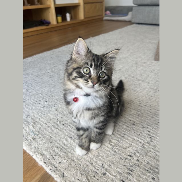 Photo of Mini