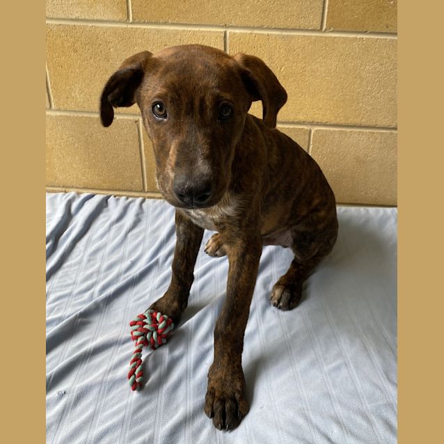 Photo of Master Dobby