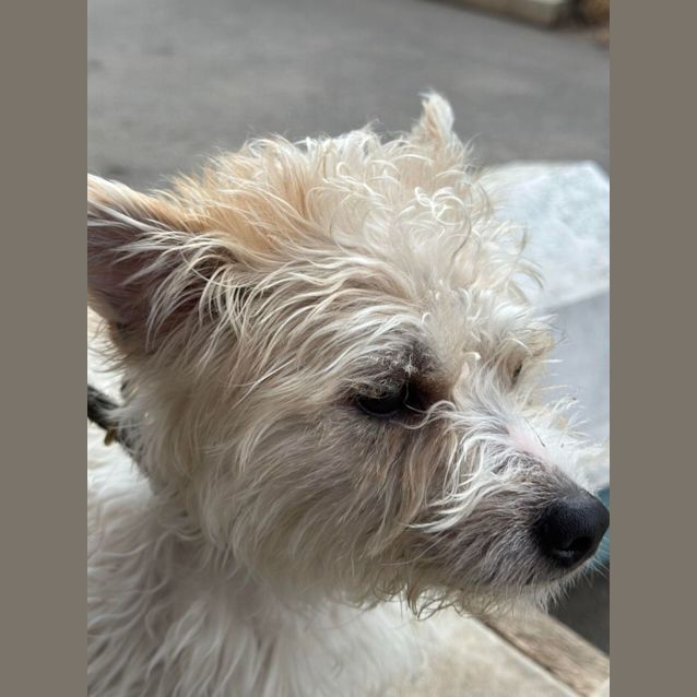 Photo of Maverick