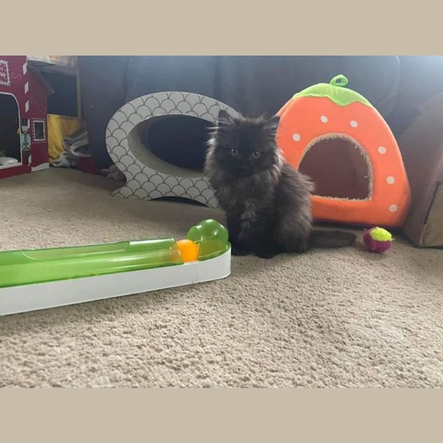 Photo of Reba ** 2nd Chance Cat Rescue**