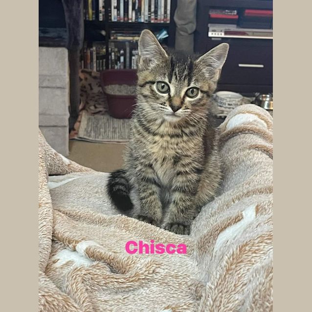 Photo of Chisca **2nd Chance Cat Rescue**