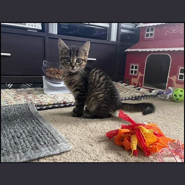 Photo of Chisca **2nd Chance Cat Rescue**
