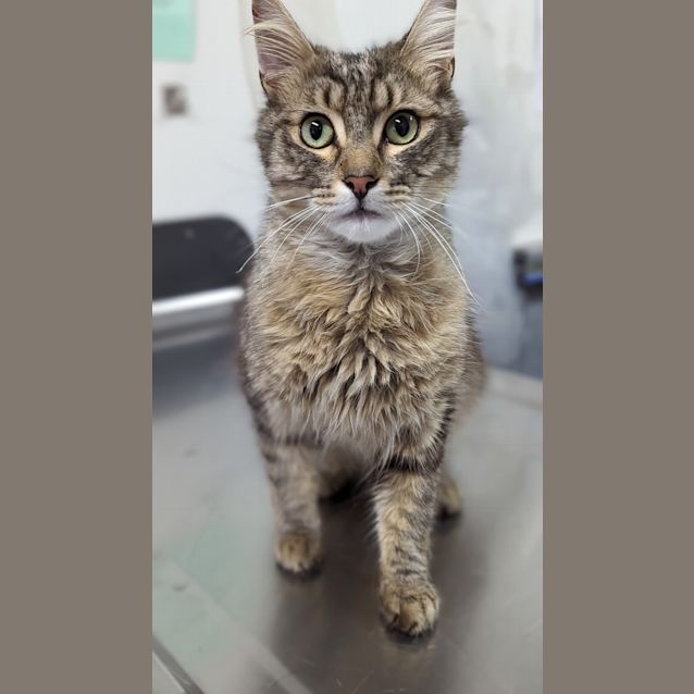 Photo of Rogue
