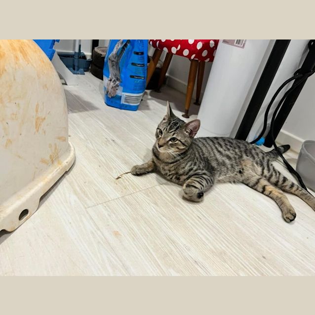 Photo of Digger