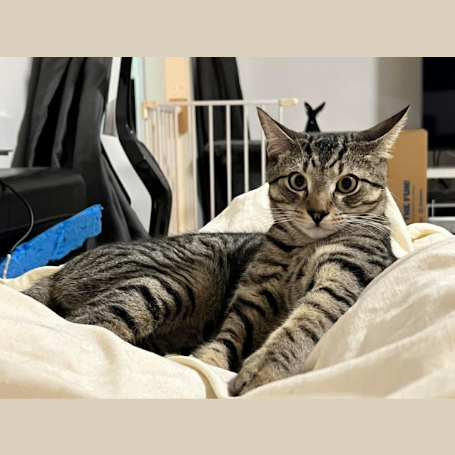 Photo of Digger