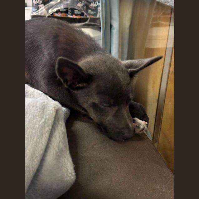 Photo of Luna
