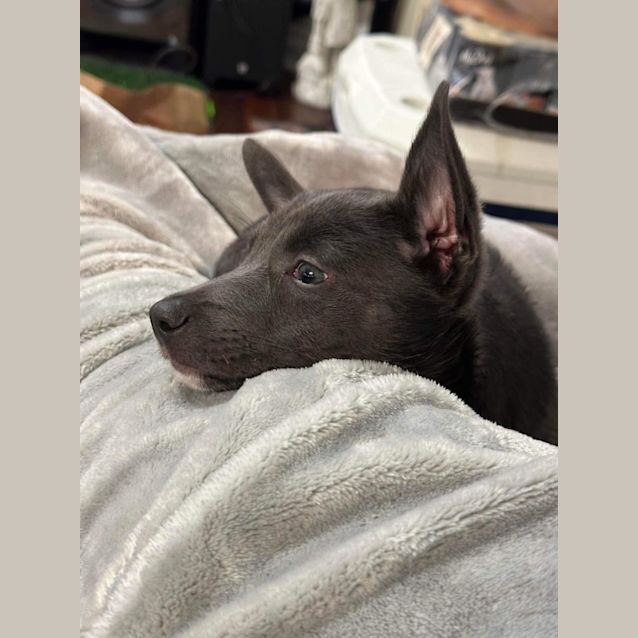 Photo of Luna