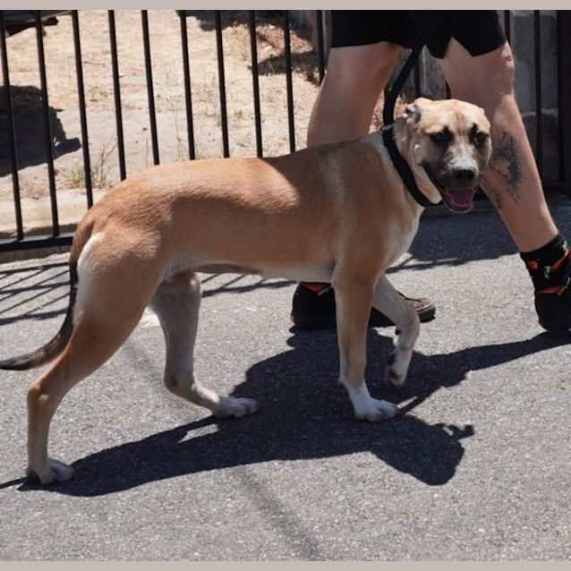 Photo of Piper